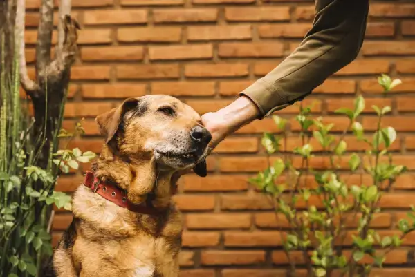 Developed a Digital Animal Welfare Platform for Rescue, Adoption & Community Engagement